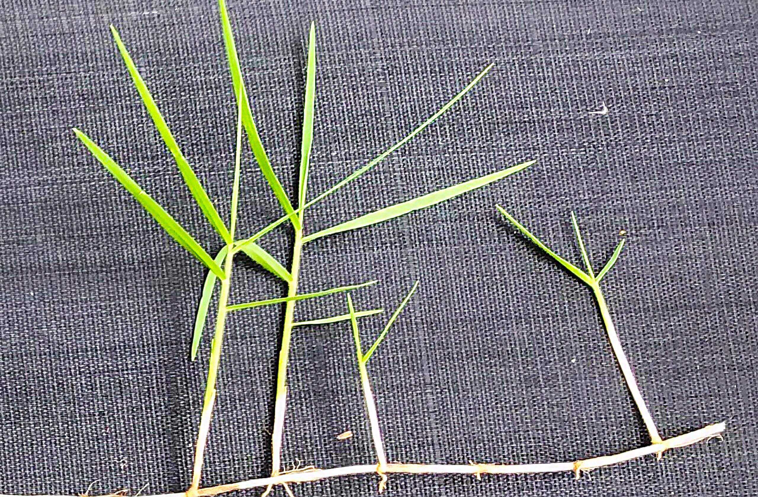 Rozmnožovanie a odnožovanie tráv. Zhustnutie trávnika.