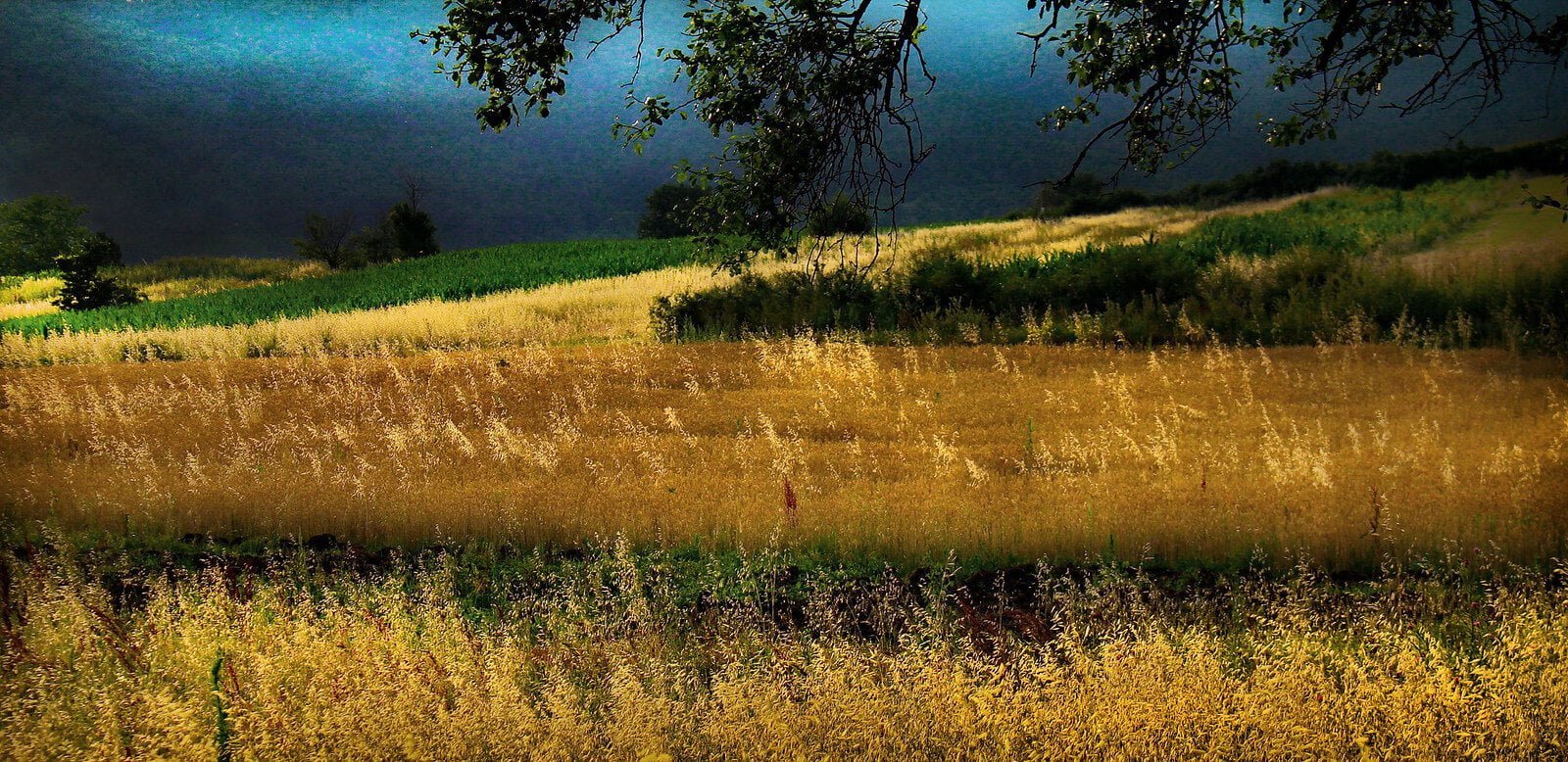 pôda vhodná pre trávnik podmienky prostredia