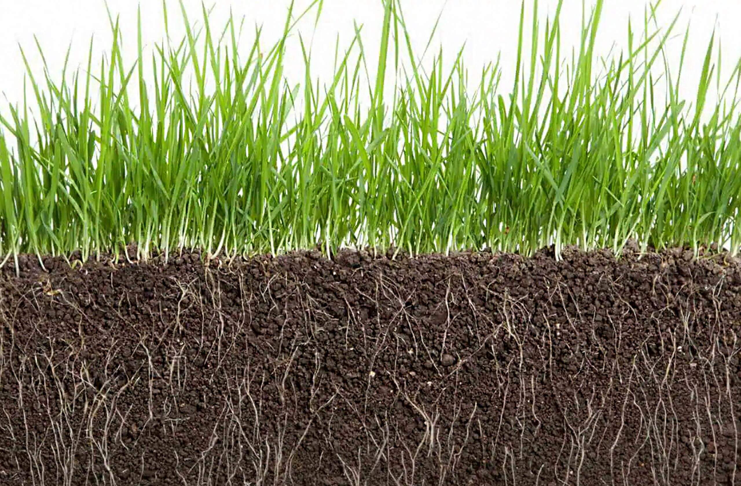 koreňová sústava trávnika