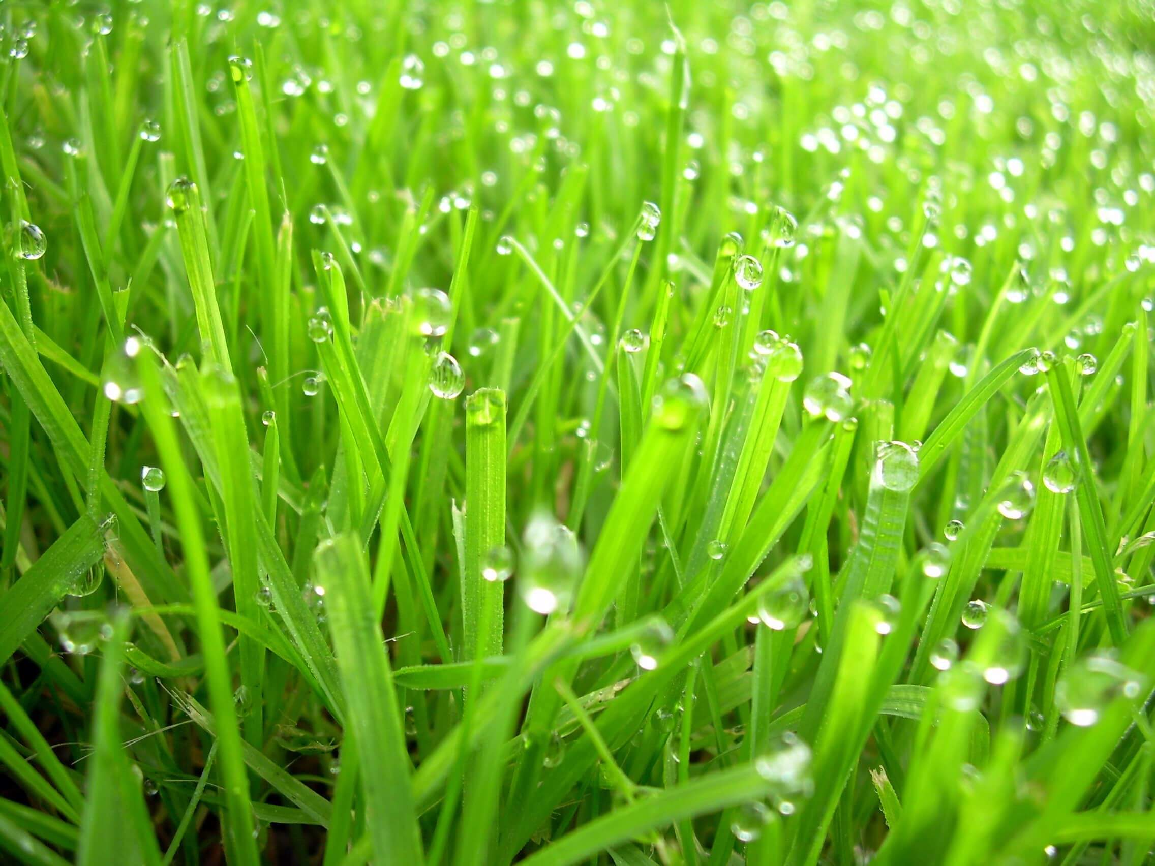 ako sa starať o trávnik