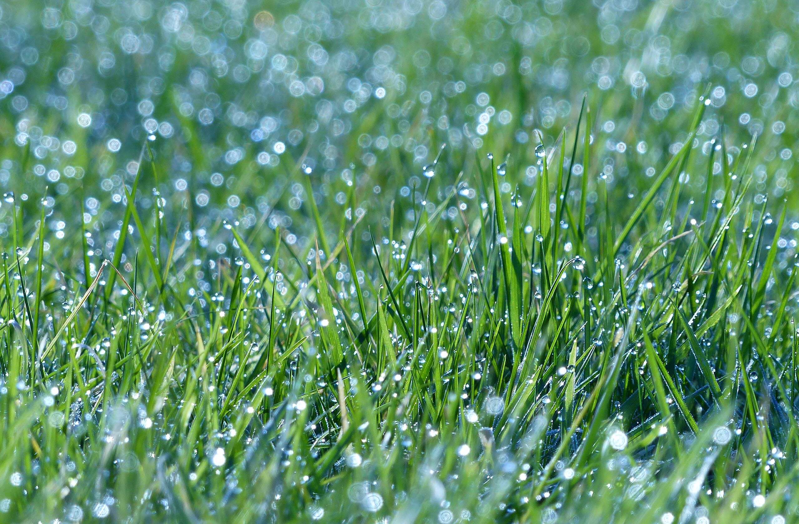 Morbi vitae purus dictum, ultrices tellus in, gravida lectus. 