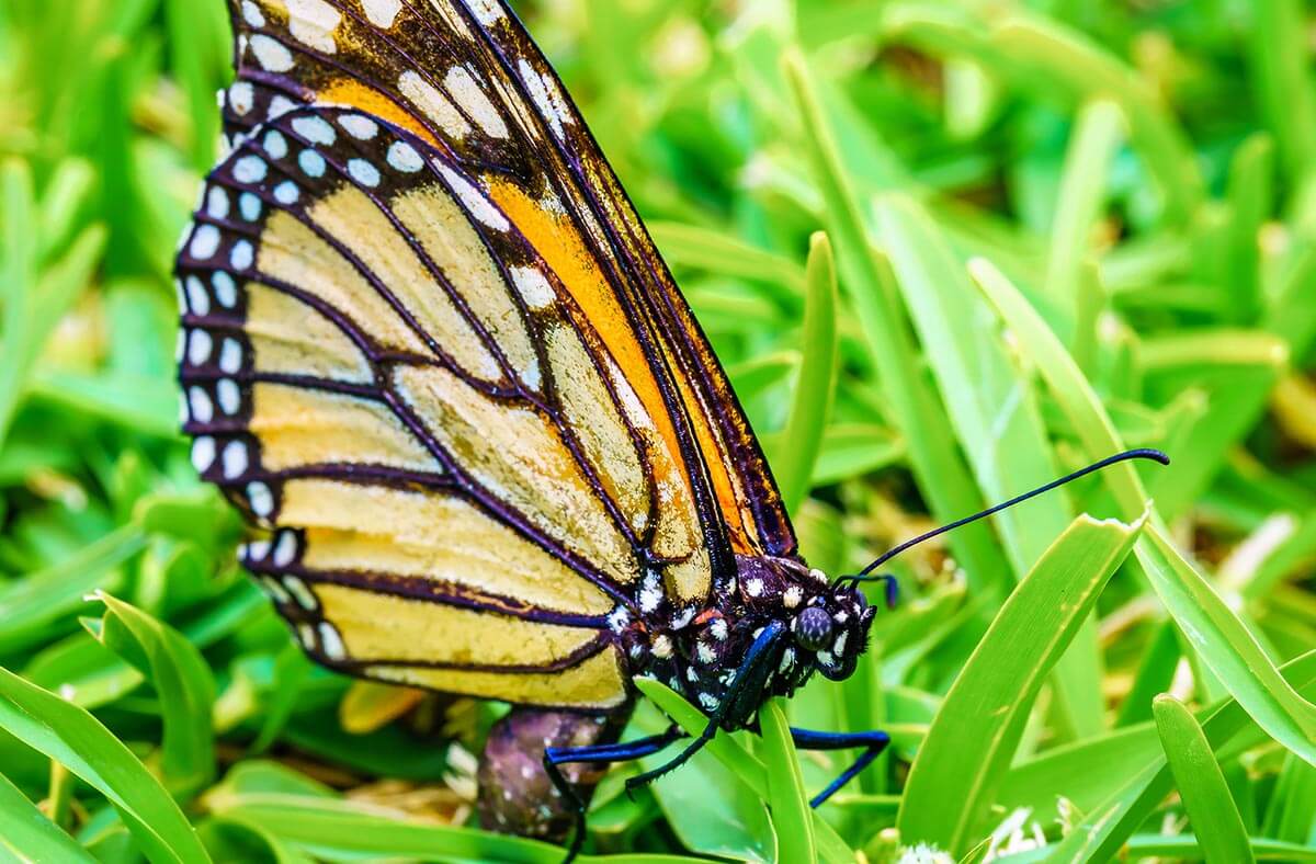 motýľ v trávniku