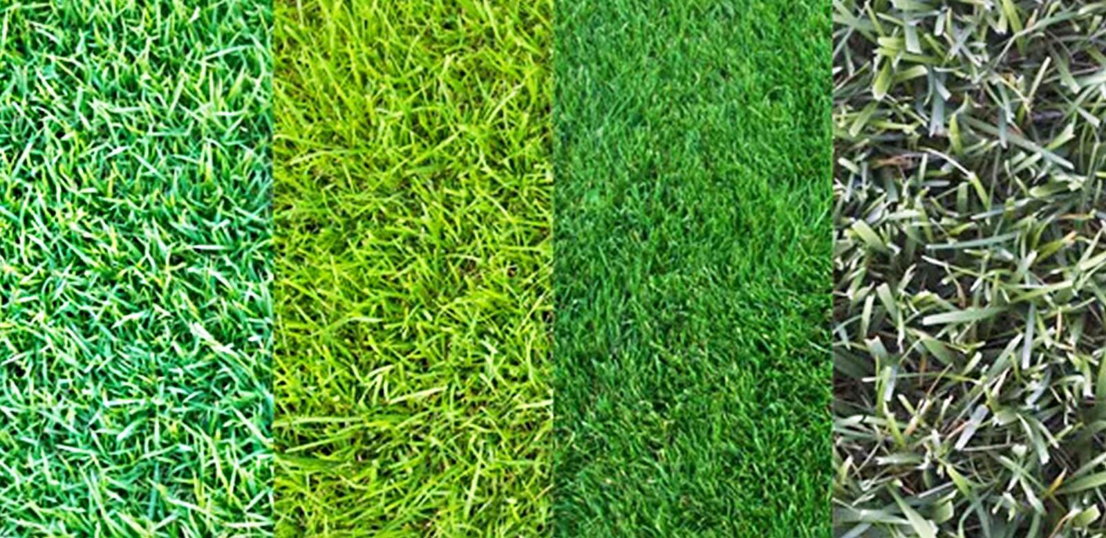 Trávne druhy využívané pre zakladanie trávnikov.