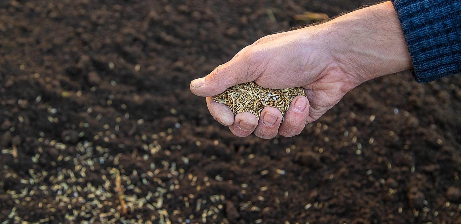 Výsev trávnika - založenie trávnika