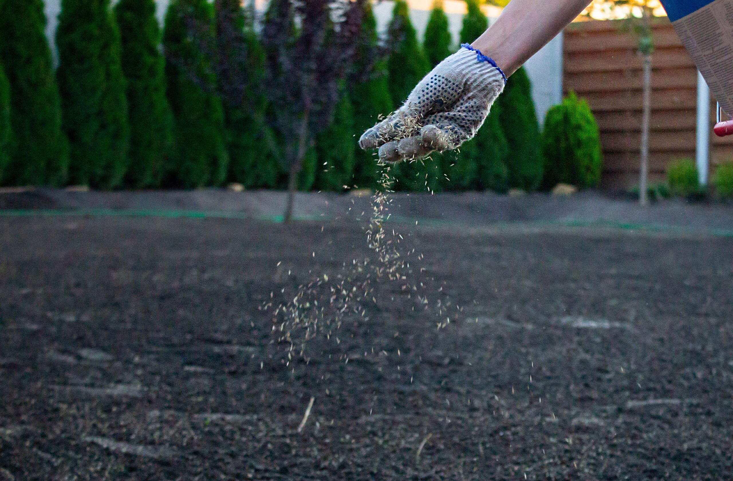 Výsev trávneho semena