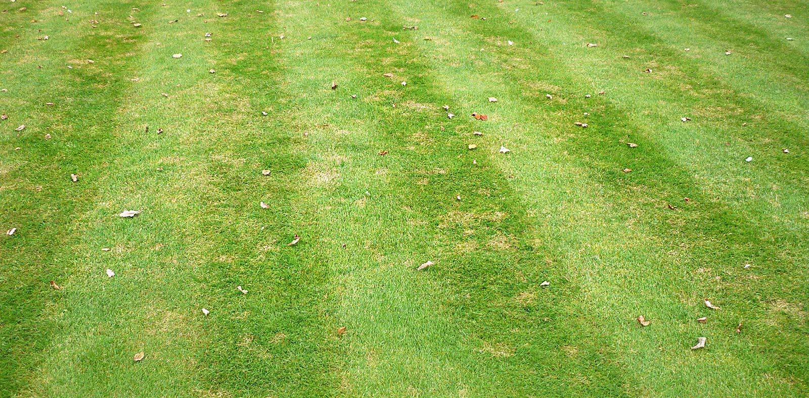 ošetrovanie trávnika