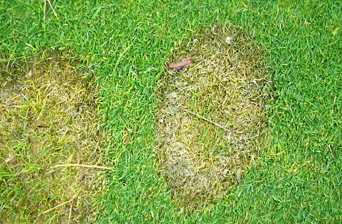 snežná pleseň choroby trávnika