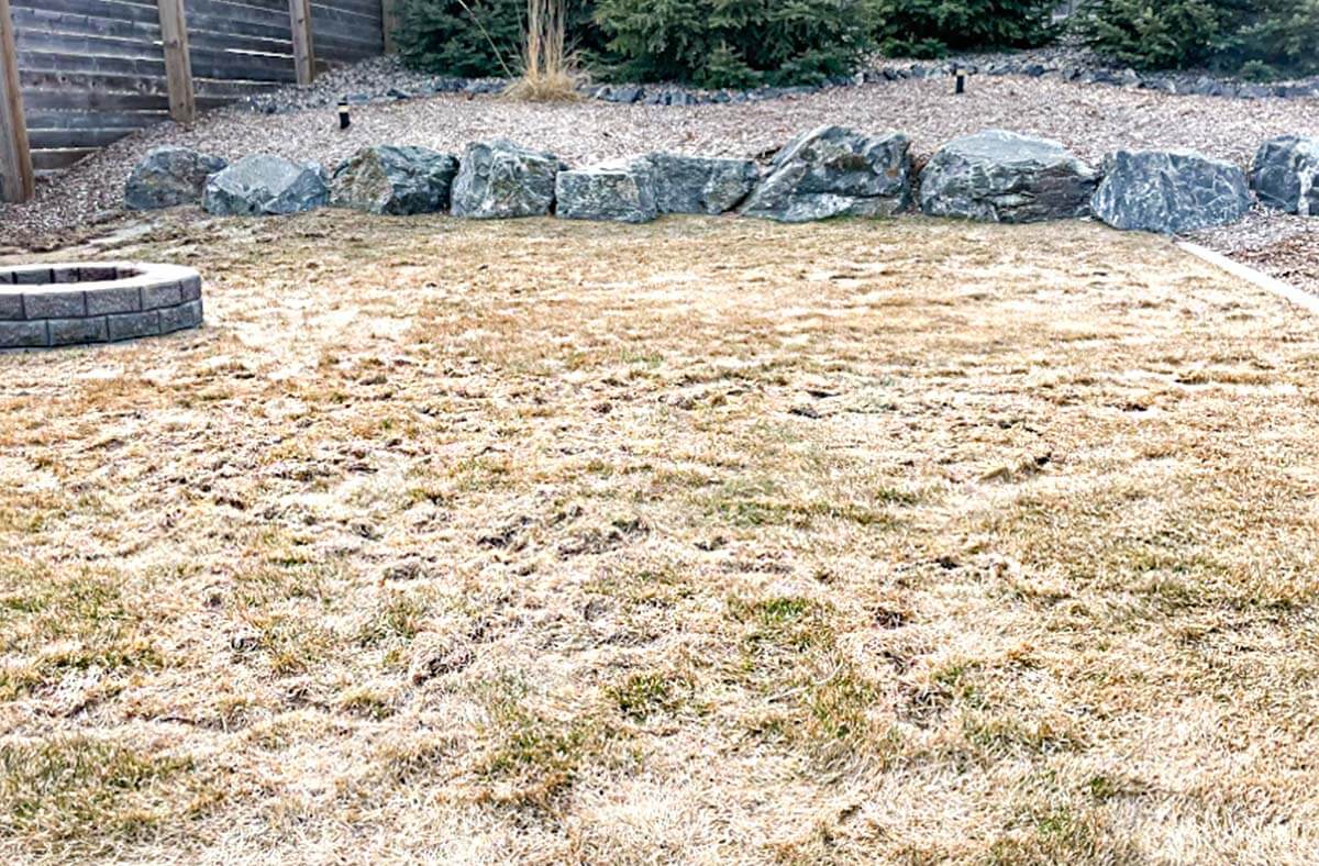 trávnik poškodený abiotickým faktorom