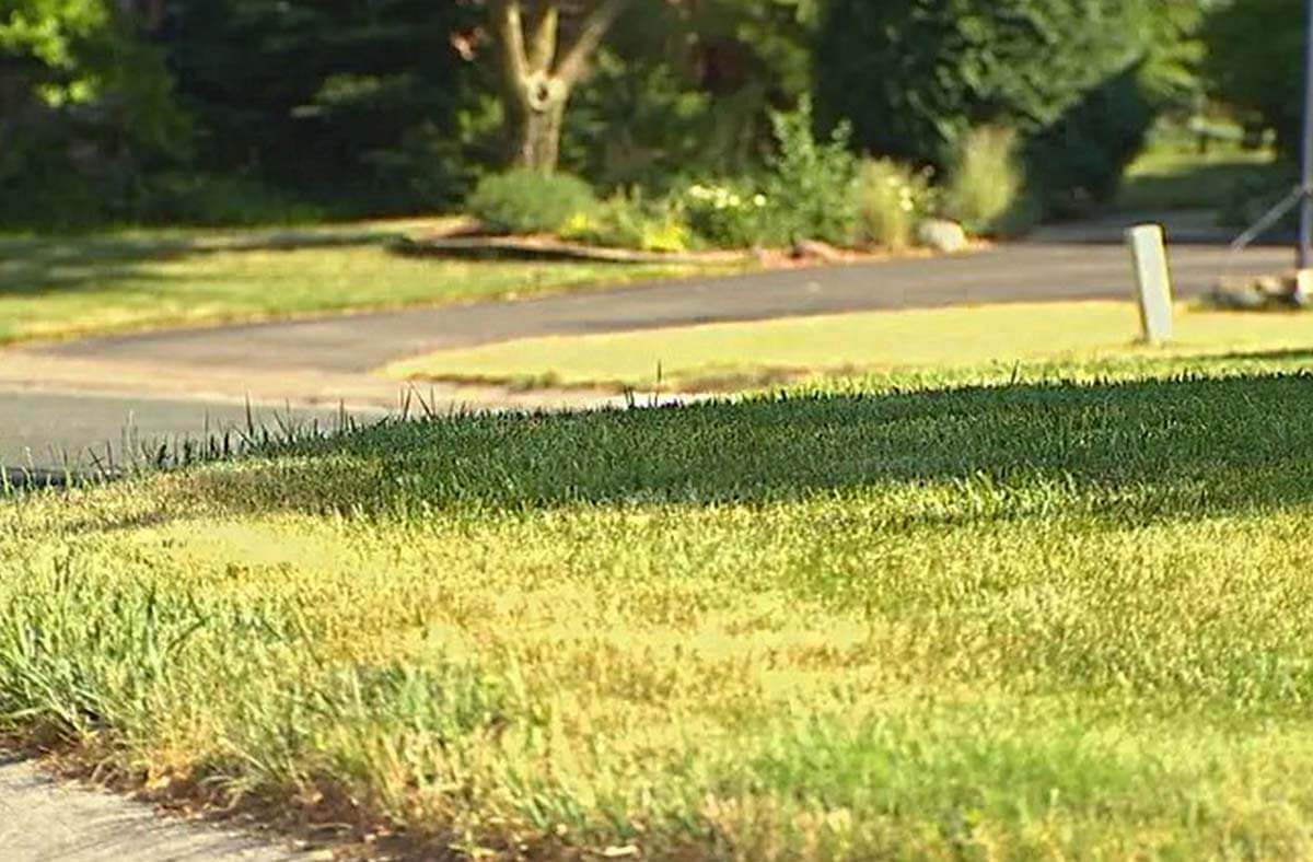 poškodenia trávnikov